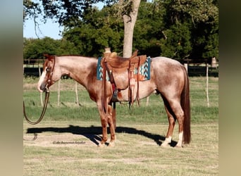 Paint Horse, Gelding, 6 years, 15 hh, Roan-Red