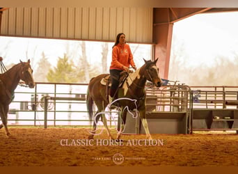 Paint Horse, Gelding, 6 years, 15 hh, Tobiano-all-colors