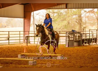 Paint Horse, Gelding, 6 years, 15 hh, Tobiano-all-colors
