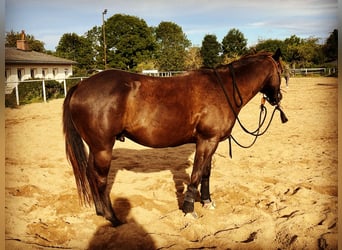 Paint Horse, Gelding, 6 years, 15,1 hh, Smoky-Black