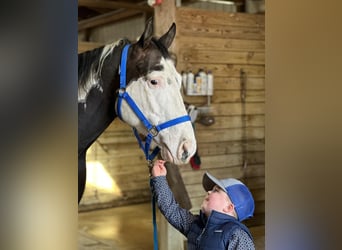 Paint Horse, Gelding, 6 years, 16.1 hh
