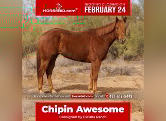 Paint Horse, Gelding, 6 years, 16.2 hh, Sorrel