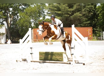 Paint Horse, Gelding, 6 years, 16 hh