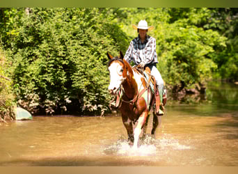 Paint Horse, Gelding, 6 years, 16 hh
