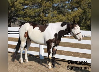 Paint Horse, Gelding, 6 years, 16,1 hh