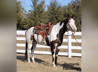 Paint Horse, Gelding, 6 years, 16,1 hh