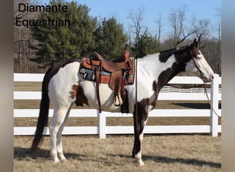 Paint Horse, Gelding, 6 years, 16,1 hh