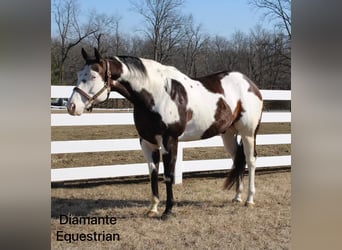 Paint Horse, Gelding, 6 years, 16,1 hh
