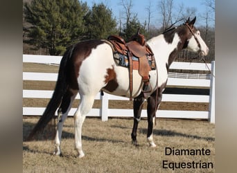 Paint Horse, Gelding, 6 years, 16,1 hh