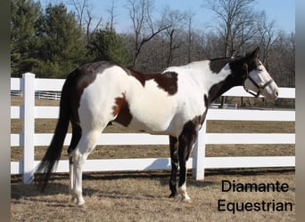 Paint Horse, Gelding, 6 years, 16,1 hh