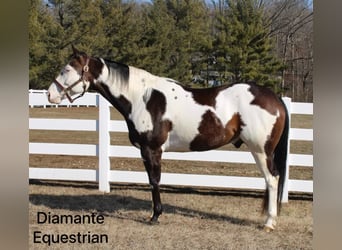 Paint Horse, Gelding, 6 years, 16,1 hh