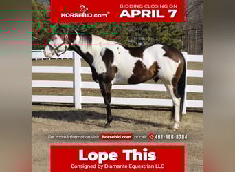 Paint Horse, Gelding, 6 years, 16,1 hh