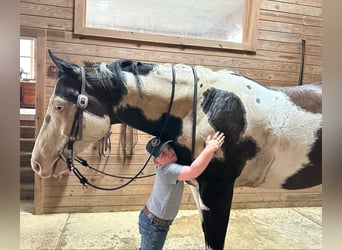 Paint Horse, Gelding, 6 years, 16,1 hh