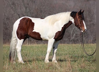 Paint Horse, Gelding, 6 years, Tobiano-all-colors