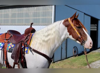 Paint Horse Mix, Gelding, 6 years