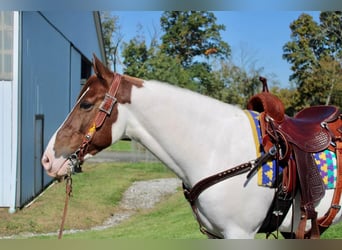 Paint Horse Mix, Gelding, 6 years