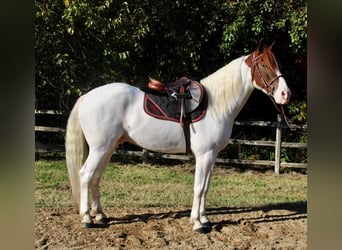 Paint Horse Mix, Gelding, 6 years