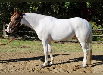 Paint Horse Mix, Gelding, 6 years
