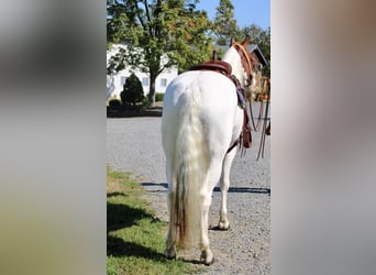 Paint Horse Mix, Gelding, 6 years