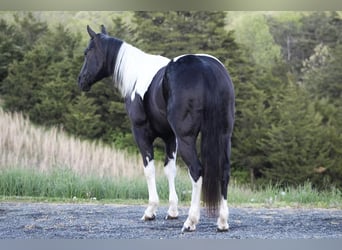 Paint Horse Mix, Gelding, 6 years