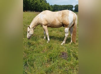 Paint Horse, Gelding, 6 years