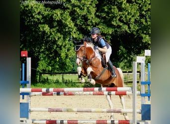 Paint Horse, Gelding, 7 years, 14,2 hh, Pinto