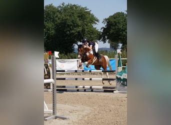 Paint Horse, Gelding, 7 years, 14,2 hh, Pinto