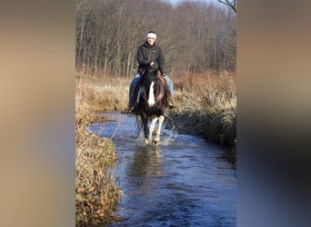 Paint Horse Mix, Gelding, 7 years, 14.2 hh