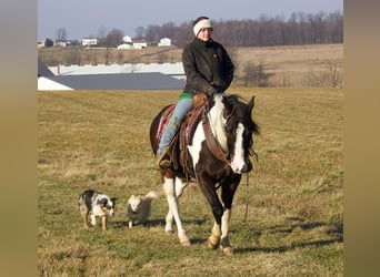 Paint Horse Mix, Gelding, 7 years, 14.2 hh