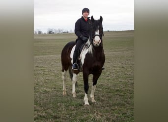 Paint Horse Mix, Gelding, 7 years, 14.2 hh
