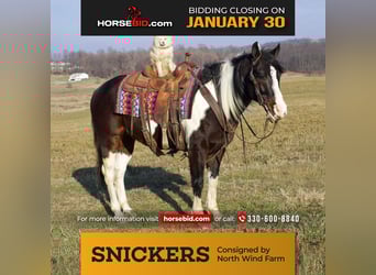 Paint Horse Mix, Gelding, 7 years, 14.2 hh