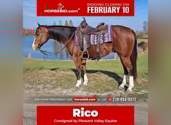 Paint Horse, Gelding, 7 years, 14.3 hh, Bay