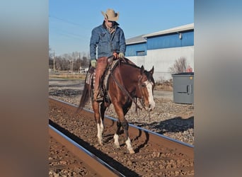 Paint Horse, Gelding, 7 years, 14.3 hh, Bay