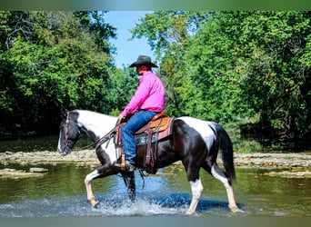 Paint Horse, Gelding, 7 years, 14,3 hh, Black