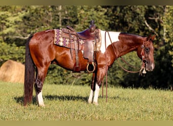 Paint Horse, Gelding, 7 years, 14.3 hh, Tobiano-all-colors