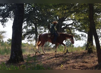 Paint Horse, Gelding, 7 years, 14 hh