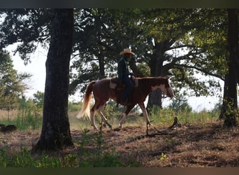 Paint Horse, Gelding, 7 years, 14 hh