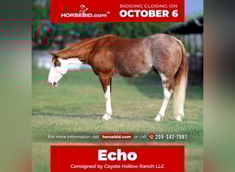 Paint Horse, Gelding, 7 years, 14 hh