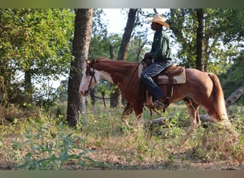 Paint Horse, Gelding, 7 years, 14 hh