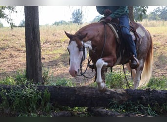 Paint Horse, Gelding, 7 years, 14 hh