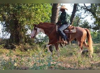Paint Horse, Gelding, 7 years, 14 hh