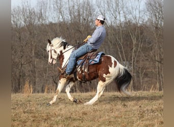 Paint Horse, Gelding, 7 years, 14,2 hh, Tobiano-all-colors