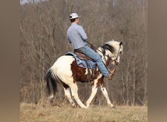 Paint Horse, Gelding, 7 years, 14,2 hh, Tobiano-all-colors