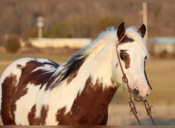 Paint Horse, Gelding, 7 years, 14,2 hh, Tobiano-all-colors