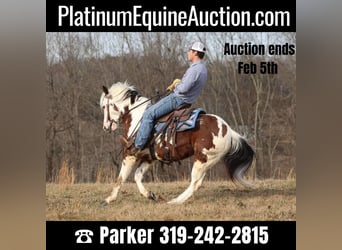 Paint Horse, Gelding, 7 years, 14,2 hh, Tobiano-all-colors