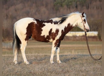 Paint Horse, Gelding, 7 years, 14,2 hh, Tobiano-all-colors