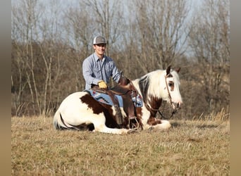 Paint Horse, Gelding, 7 years, 14,2 hh, Tobiano-all-colors
