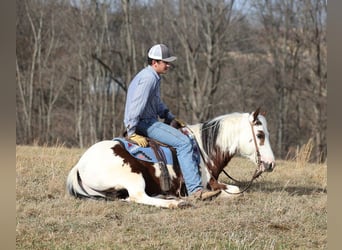 Paint Horse, Gelding, 7 years, 14,2 hh, Tobiano-all-colors