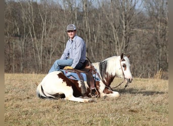 Paint Horse, Gelding, 7 years, 14,2 hh, Tobiano-all-colors
