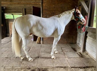Paint Horse Mix, Gelding, 7 years, 14,3 hh, Grey